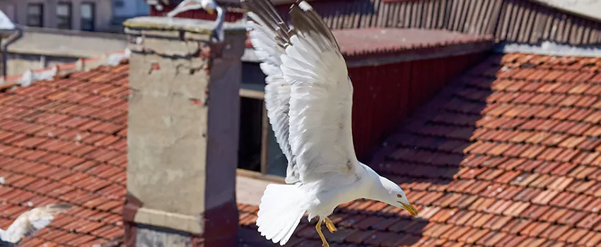 Residential Chimney Animal Removal Solution in Miramar, FL
