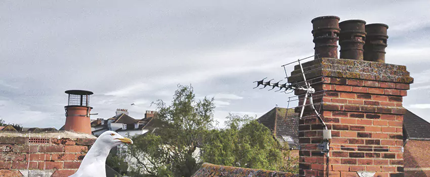 Chimney Cleaning And Restoration in Miramar, Florida